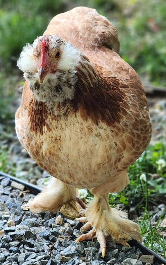 Salmon Faverolle - Image 4