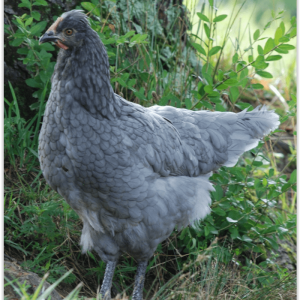 Olive Egger - Sapphire