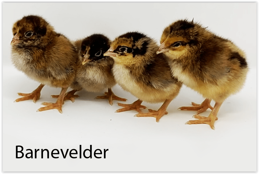 Barnevelder - Image 2