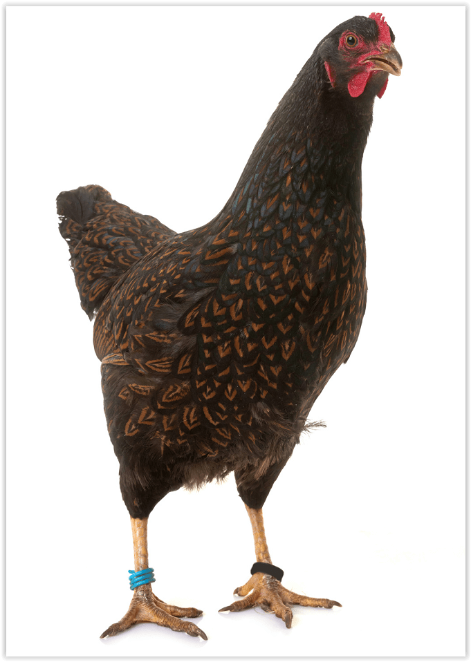 Barnevelder - Image 3