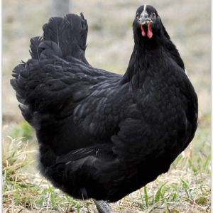 Jersey Giant - Black