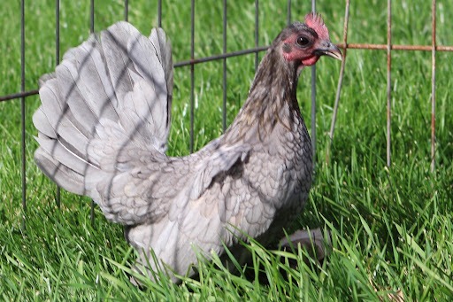 Assorted Old English Game Bantam Chicks - Image 5
