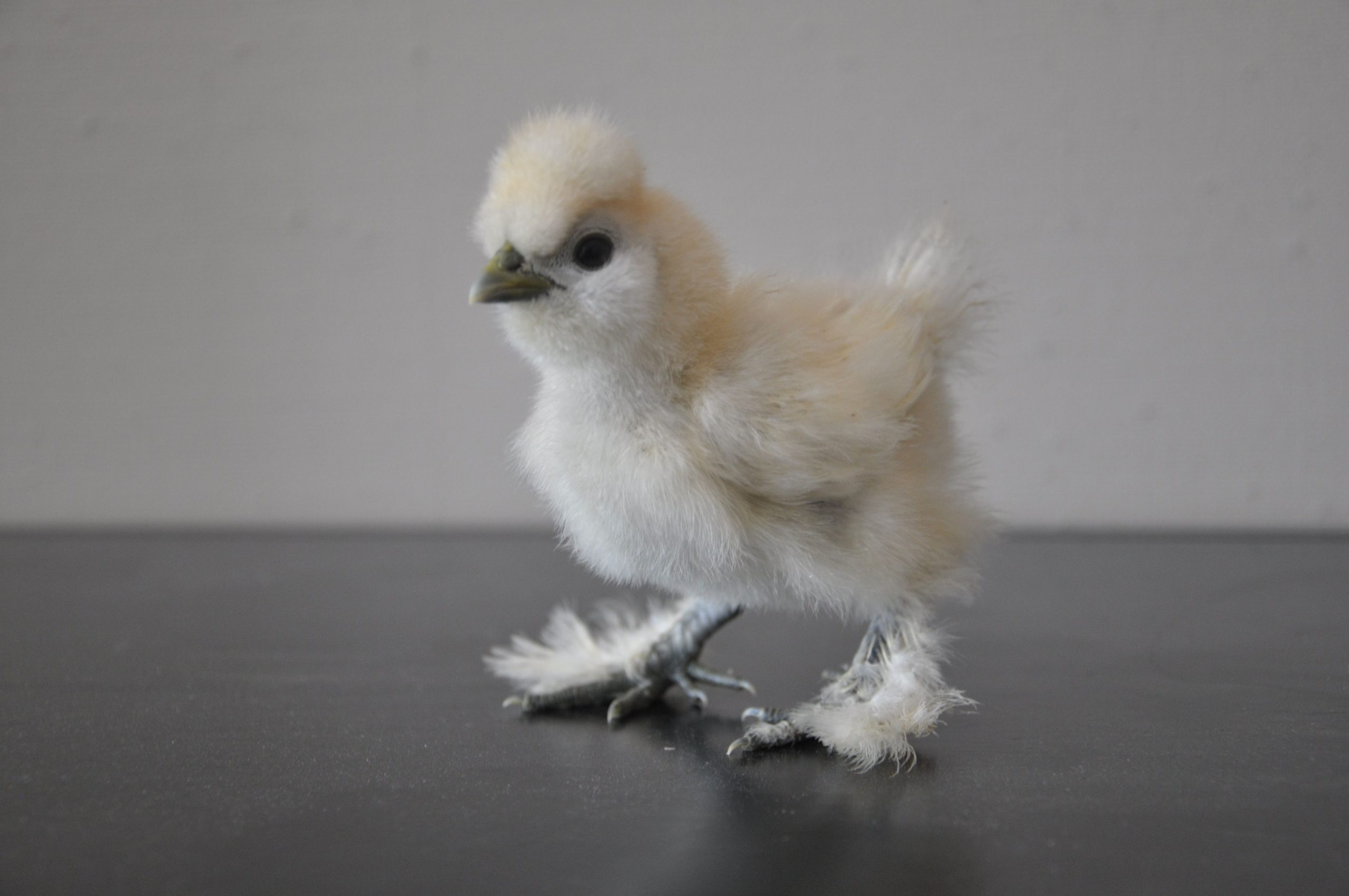 Silkies - Assorted - Image 2