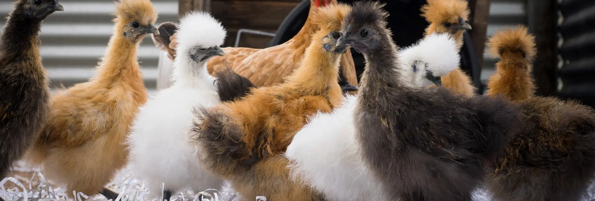Silkies - Assorted - Image 3