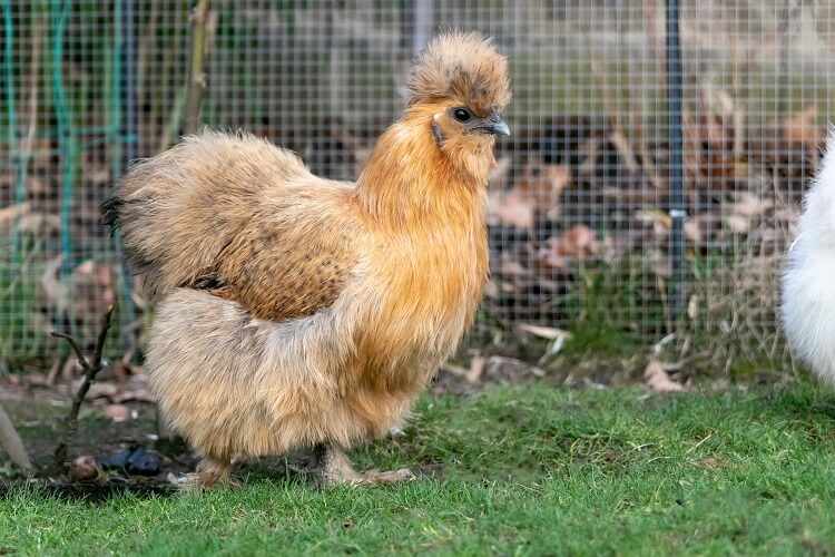 Silkies - Assorted - Image 4