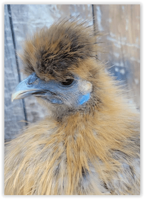 Silkies - Assorted - Image 5