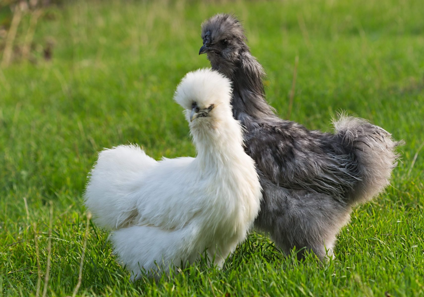 Silkies - Assorted - Image 7