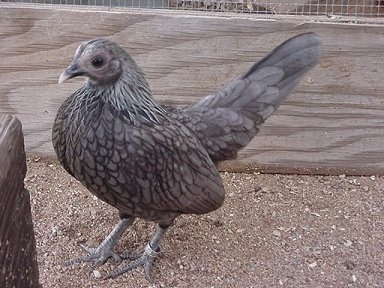 Assorted Old English Game Bantam Chicks - Image 6