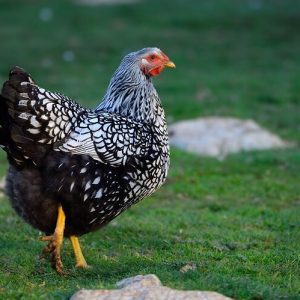 Wyandotte - Silver Laced