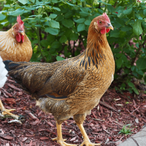 Starlight Green Egger