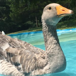 Toulouse Goose