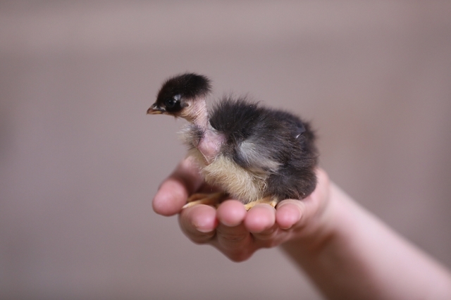 Turken - Assorted Colors - Image 2