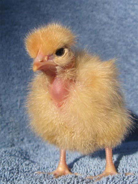 Turken - Assorted Colors - Image 3