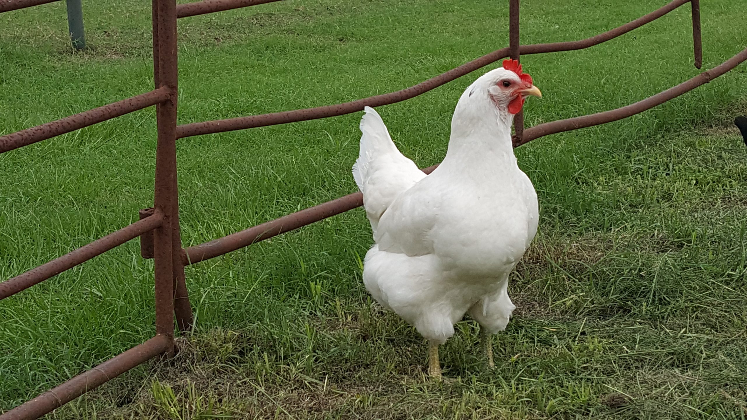 Jersey Giant - White - Image 3