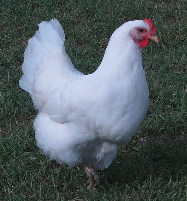 Jersey Giant - White - Image 5