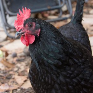 Australorp - Black