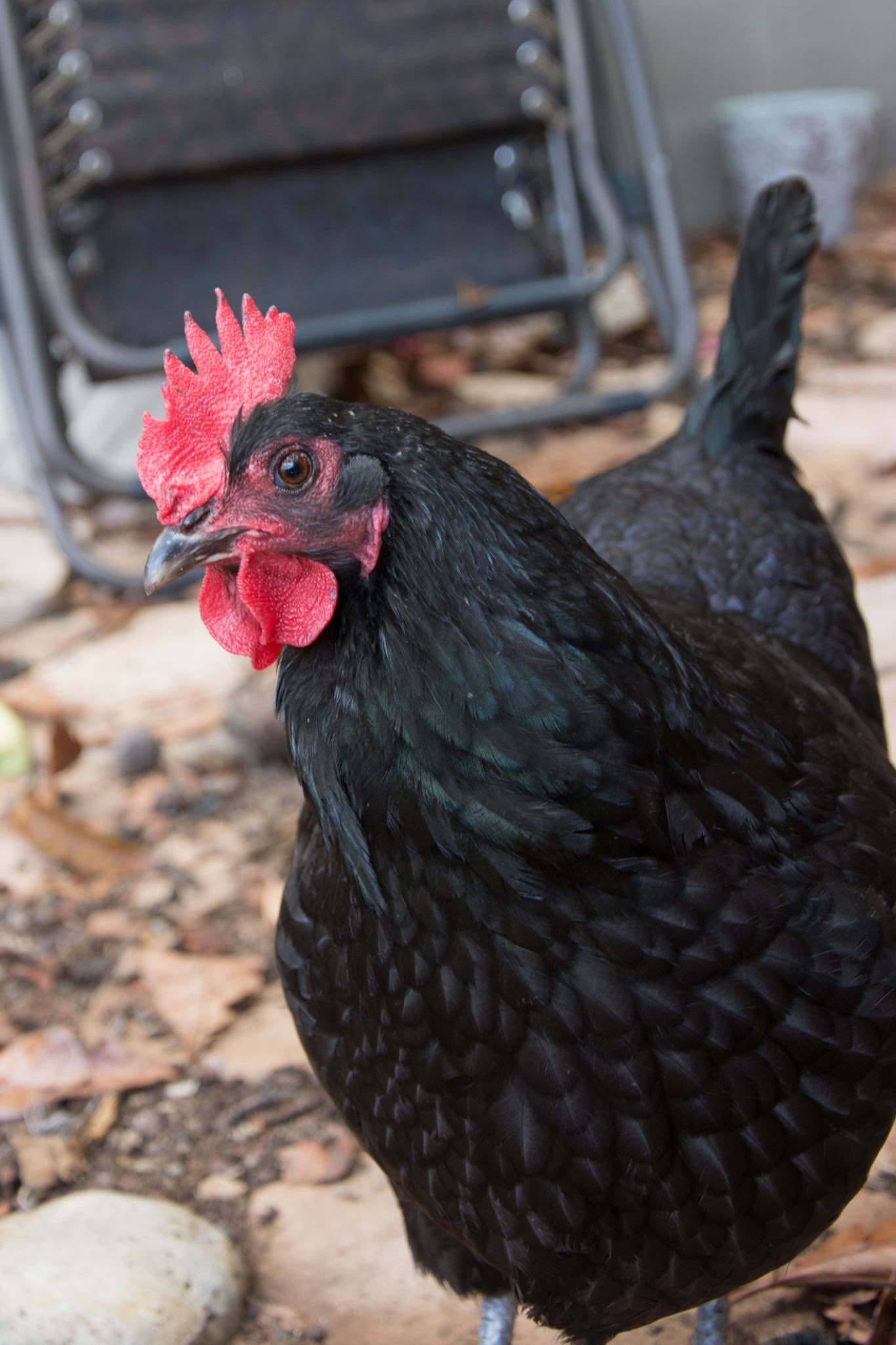 Australorp - Black