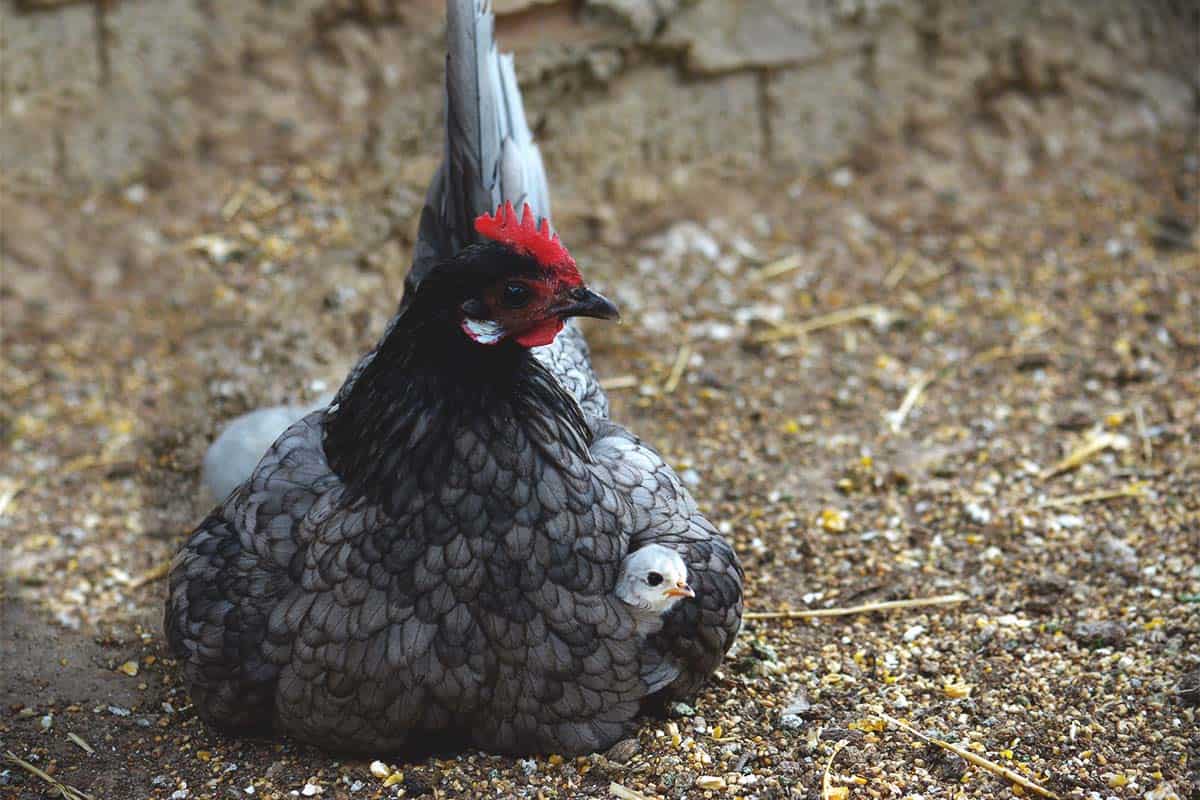 Blue Andalusian - Image 2