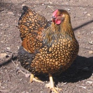Wyandotte - Blue Laced Gold