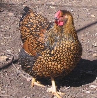 Wyandotte - Blue Laced Gold