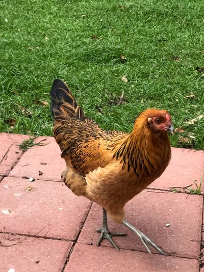 Prairie Bluebell - Image 3