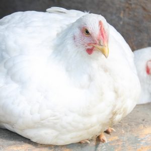 Jumbo Cornish Crosses