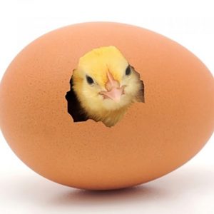 Request Chicks and Pullets