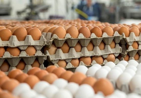 A Perfect First Flock