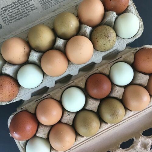 A Colorful Egg Chicken