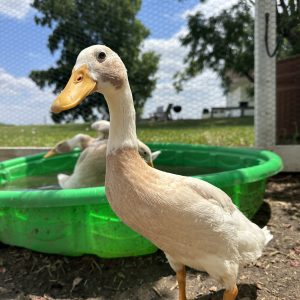 Fawn & White Runner Duckling