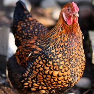 Wyandotte - Golden Laced