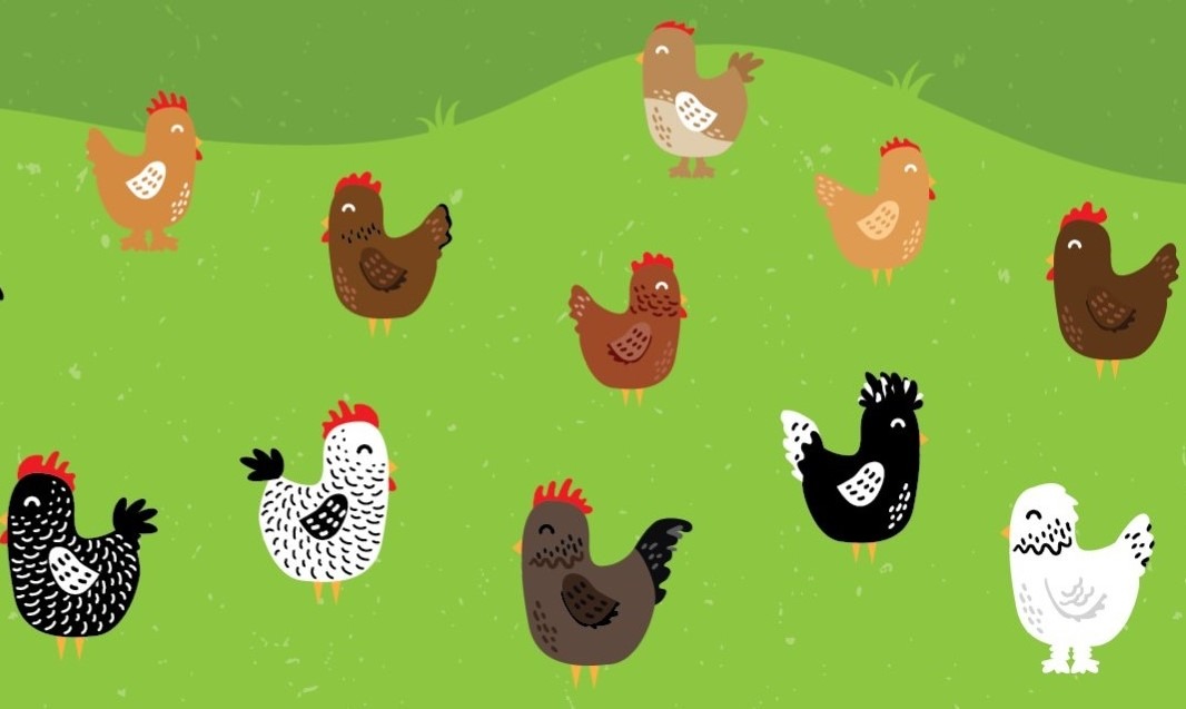 Wyandotte - Assorted Colors