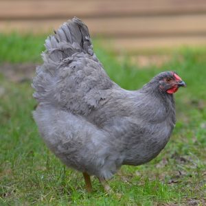 Wyandotte - Lavender