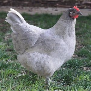 Orpington - Lavender