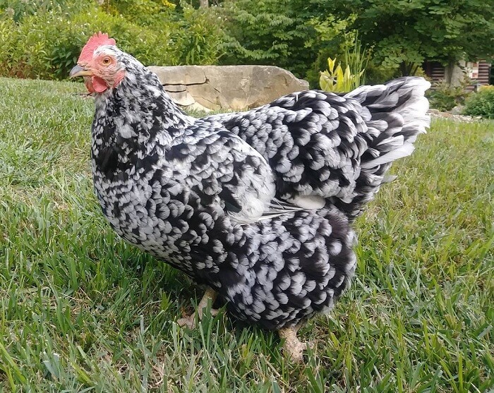 Mottled Java - Image 3