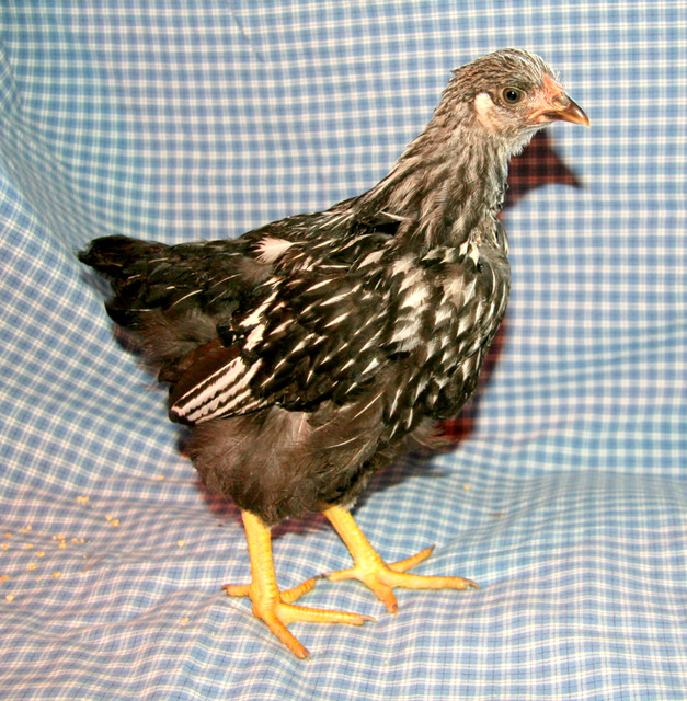 Wyandotte - Silver Laced - Image 2
