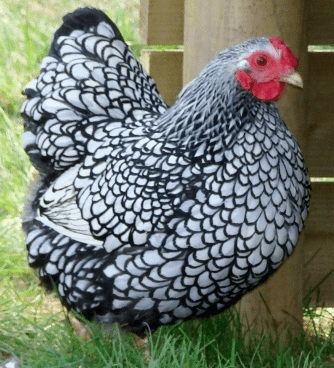 Wyandotte - Silver Laced - Image 3