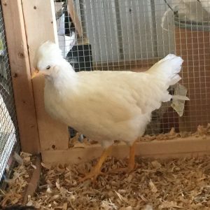 Legbar - White Sport