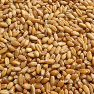 Wheat Seeds for Fodder