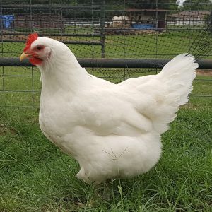 Jersey Giant - White