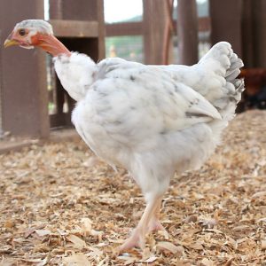 Turken - Assorted Colors