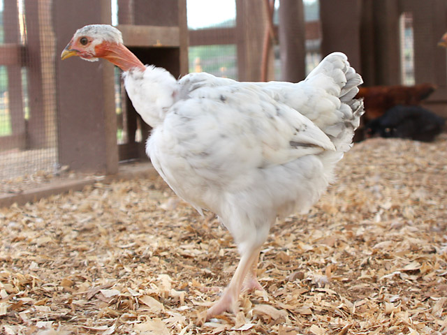 Turken - Assorted Colors