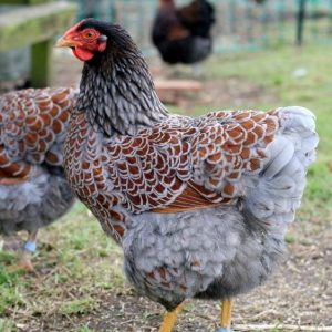 Wyandotte - Blue Laced Red